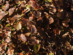 Epimedium × versicolor