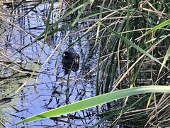 Fulica americana americana