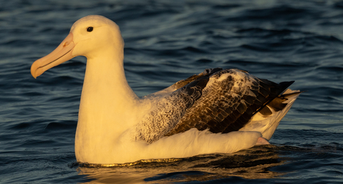 iNaturalist image