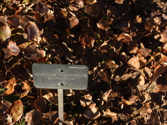 Epimedium × versicolor