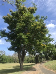 Pterocarpus