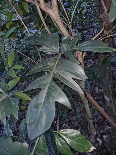 Philodendron pedatum, photograph 5