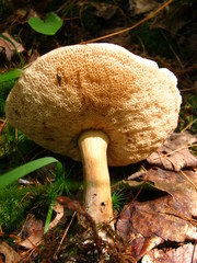 Tylopilus indecisus