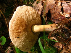 Tylopilus indecisus