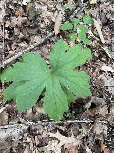 Hydrastis canadensis, photograph 4