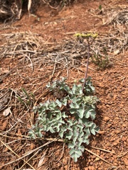 Lomatium howellii