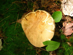 Tylopilus indecisus