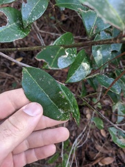 Ilex coriacea