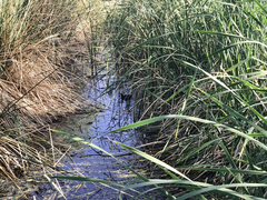 Fulica americana americana