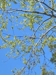 Cardinalis cardinalis cardinalis