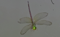Gynacantha rosenbergi