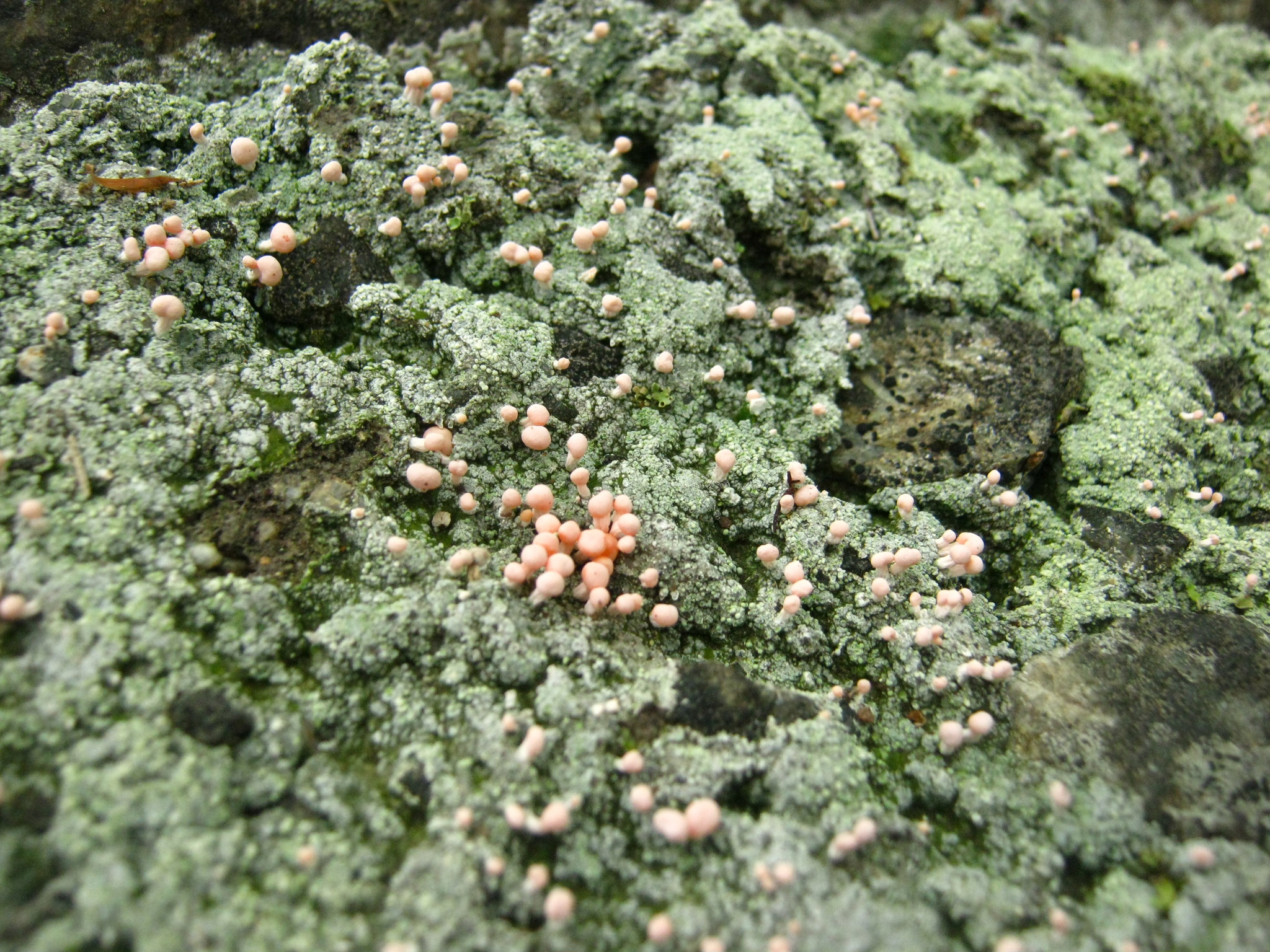 Dibaeis baeomyces image