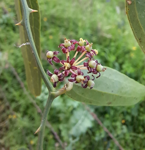 Smilax campestris