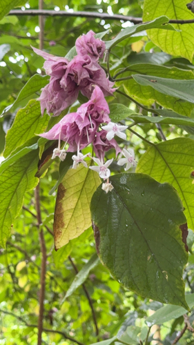 Clerodendrum macrostegium observed 2026-07-28
