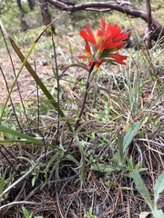 Castilleja pruinosa