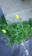 Oxalis megalorrhiza