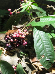 Ardisia compressa