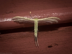 Pterophorus albidus