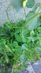 Oxalis megalorrhiza