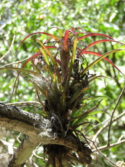 Tillandsia capitata