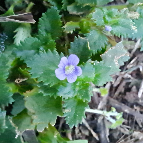 Whorled Twintip