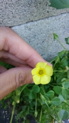 Oxalis megalorrhiza