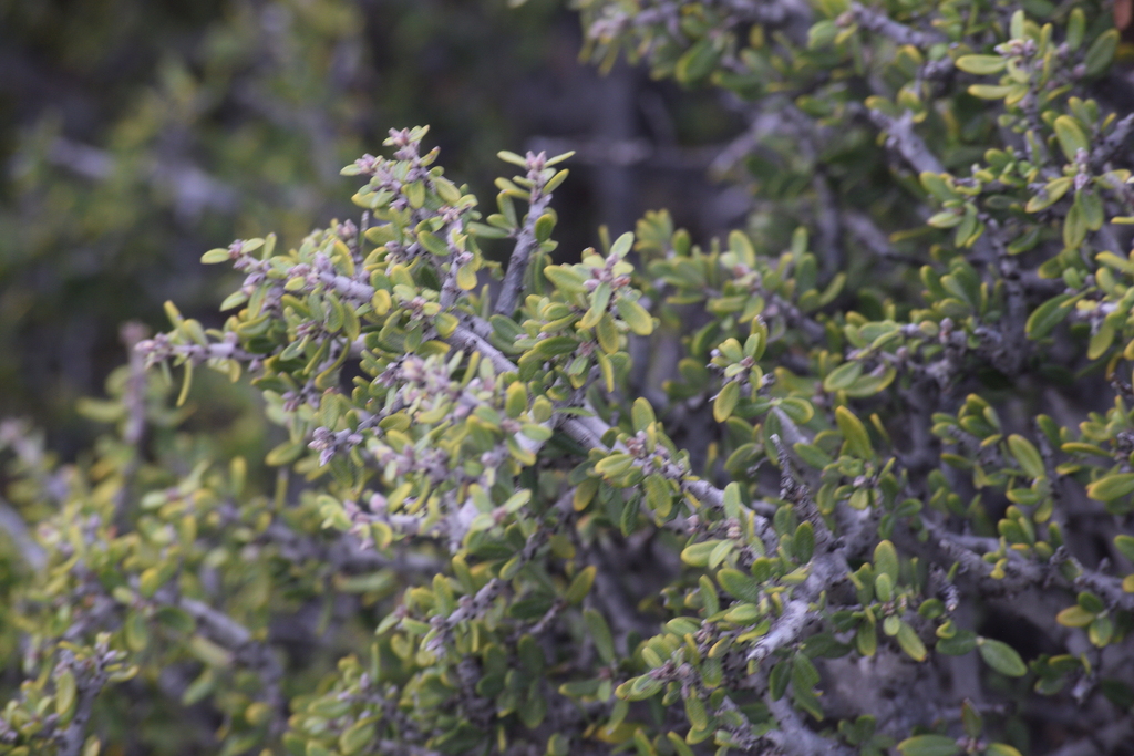 Ceanothus pauciflorus; photograph (c) William Harmon, some rights reserved (CC BY)