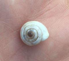 Praticolella berlandieriana