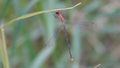 Lestes plagiatus