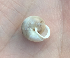Praticolella berlandieriana