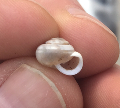 Praticolella berlandieriana