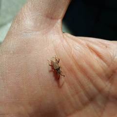 Coriomeris denticulatus