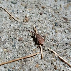 Coriomeris denticulatus