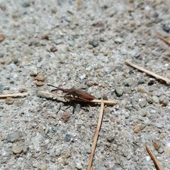 Coriomeris denticulatus