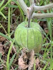 Physalis peruviana