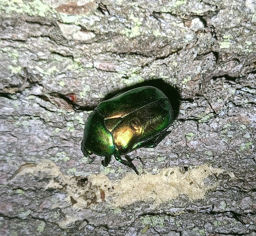 Big Rose-chafer