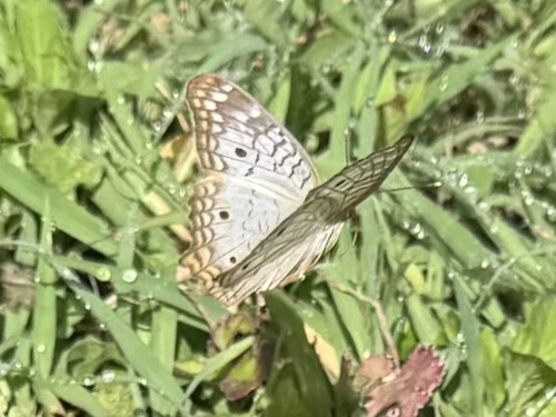 White Peacock