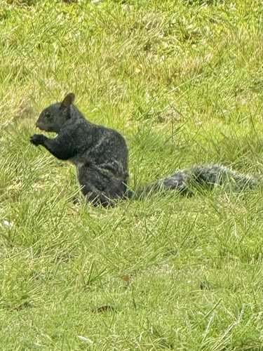 Yucatán Squirrel