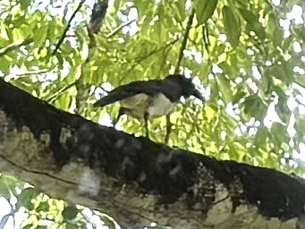 Brown Jay
