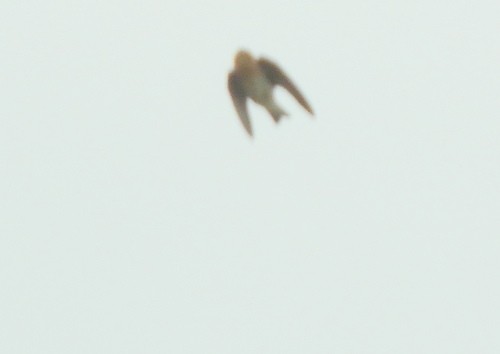 Tawny-headed Swallow (Alopochelidon fucata), photo 4