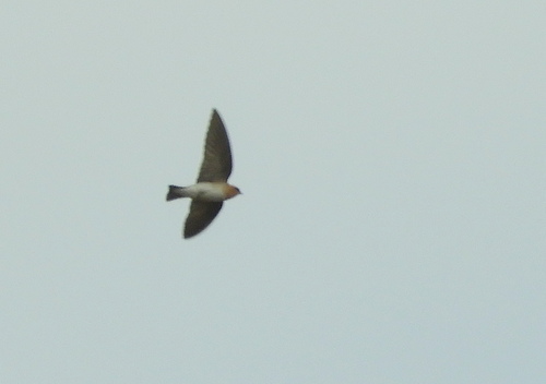 Tawny-headed Swallow (Alopochelidon fucata), photo 3
