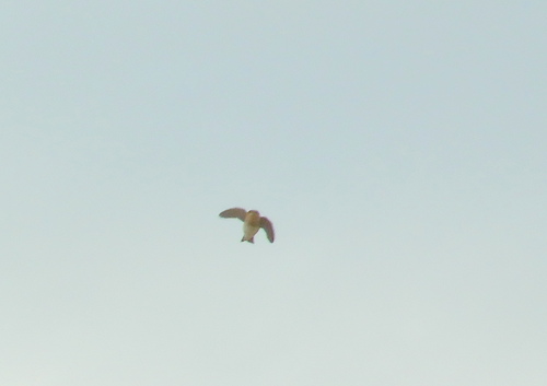 Tawny-headed Swallow (Alopochelidon fucata), photo 10