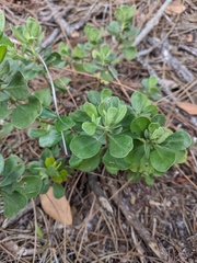 Sericocarpus tortifolius