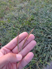 Dichanthium aristatum