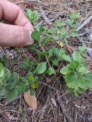 Sericocarpus tortifolius