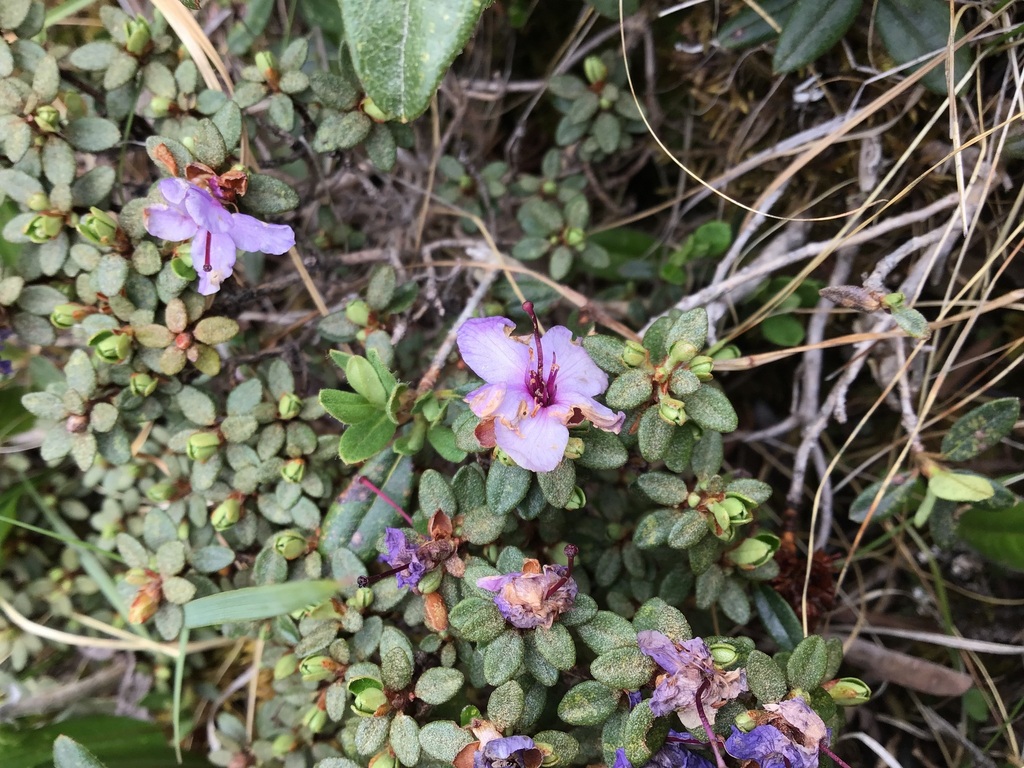 Rhododendron nivale; photograph (c) 王天明, some rights reserved (CC BY)
