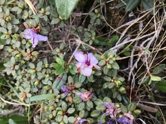 Rhododendron nivale