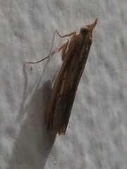 Ancylostomia stercorea