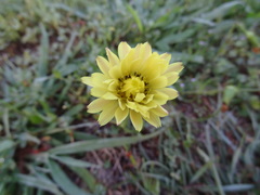 Pyrrhopappus pauciflorus