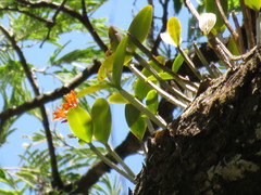 Guarianthe aurantiaca